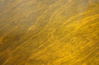 Epiphone Sorrento, PAF Mini-Humbucker