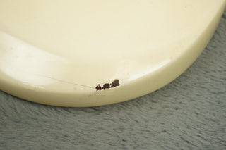 1965 Gibson SG Junior, Polaris White